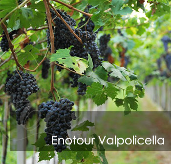 Enotour Valpolicella