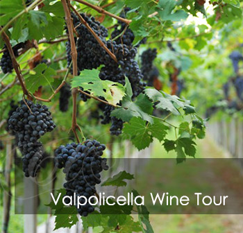 Valpolicella Wine Tour